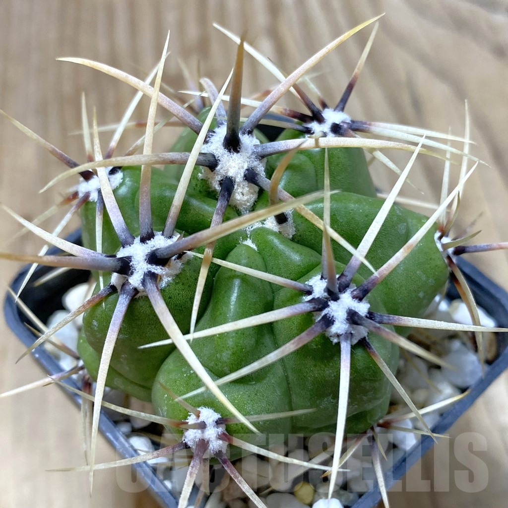SHPR41839 Gymnocalycium achirasense v. chacrasense VG 251
