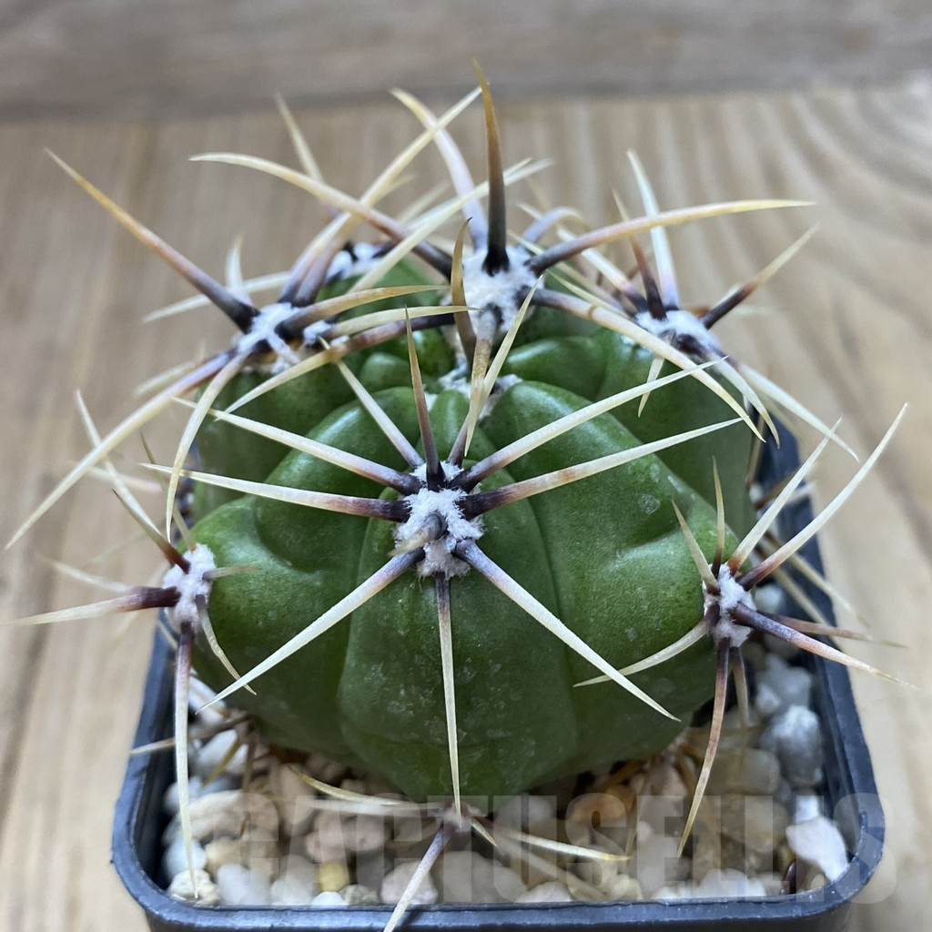 SHPR41839 Gymnocalycium achirasense v. chacrasense VG 251 - Image 2