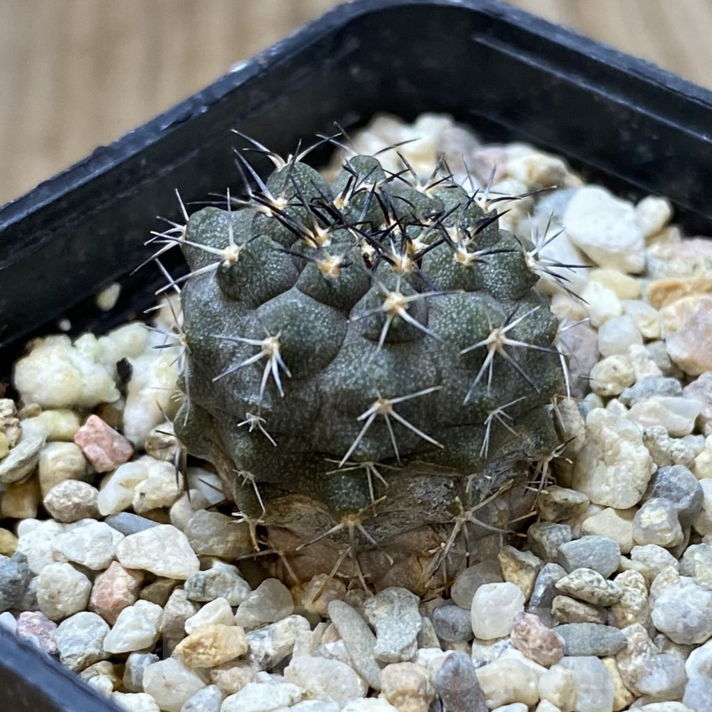 SHPR41800 Copiapoa marginata - Image 2