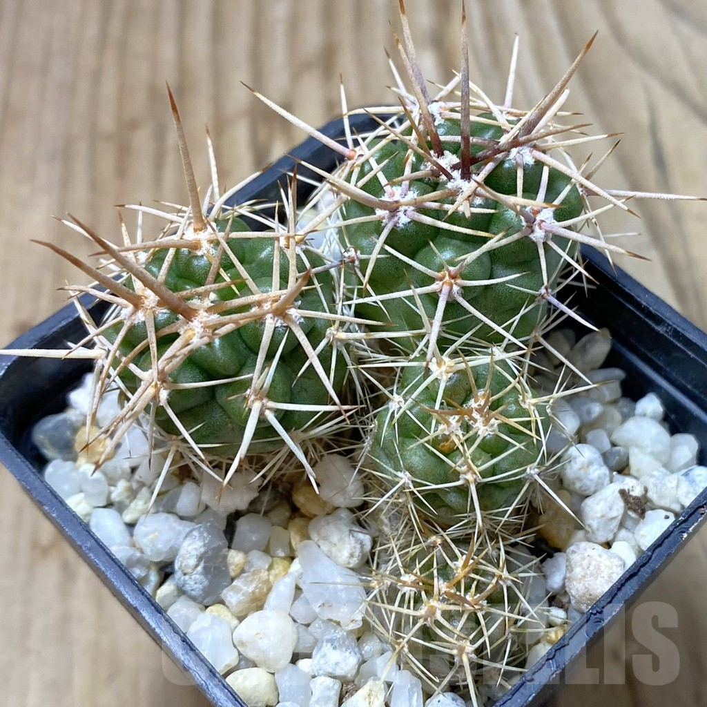 SHPR41810 Gymnocalycium horridispinum VG 1075 lingt spine select
