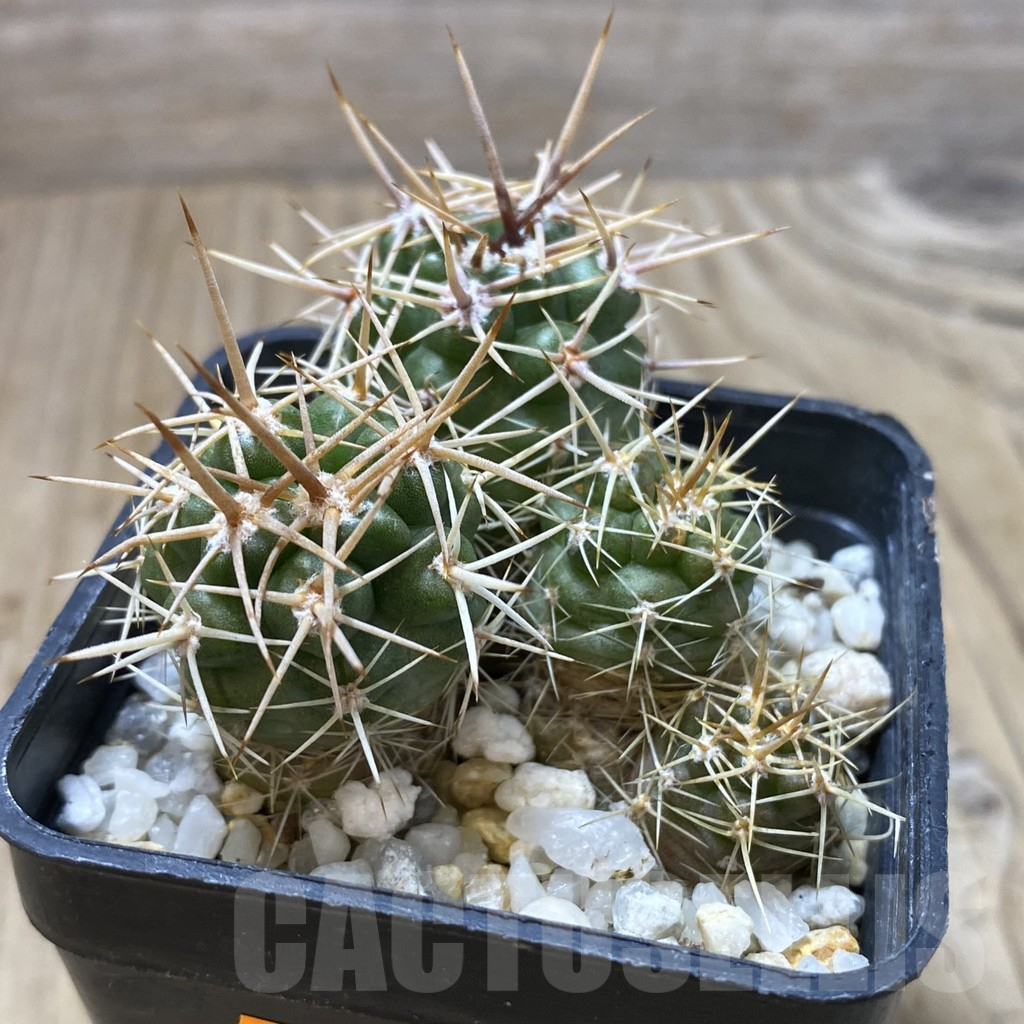 SHPR41810 Gymnocalycium horridispinum VG 1075 lingt spine select - Image 2