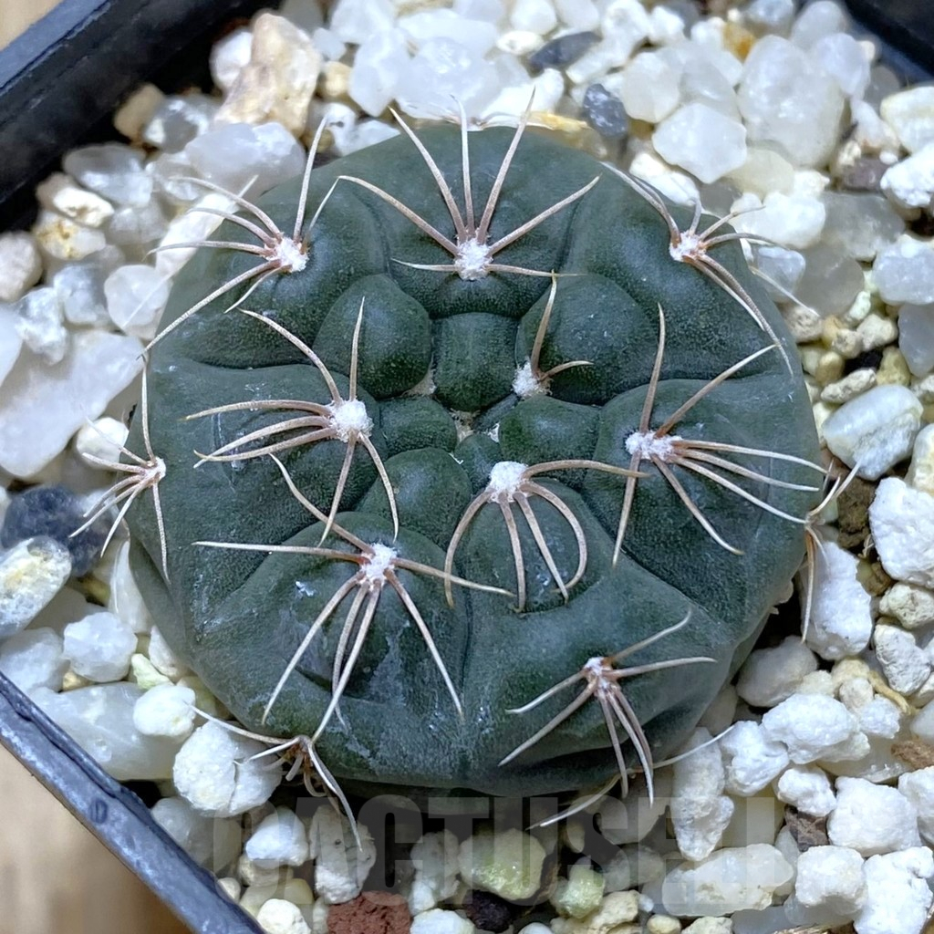 SHPR41811 Gymnocalycium fischeri MM 610