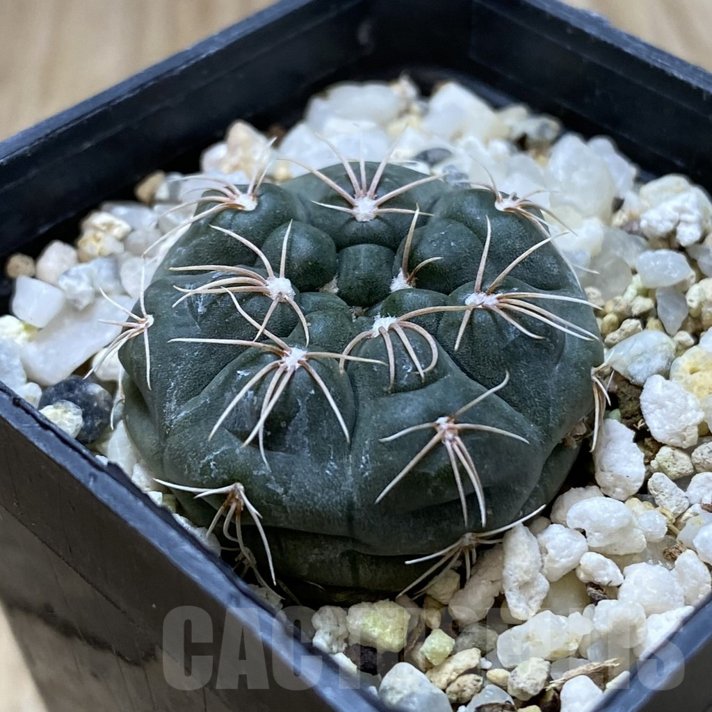 SHPR41811 Gymnocalycium fischeri MM 610 - Image 2