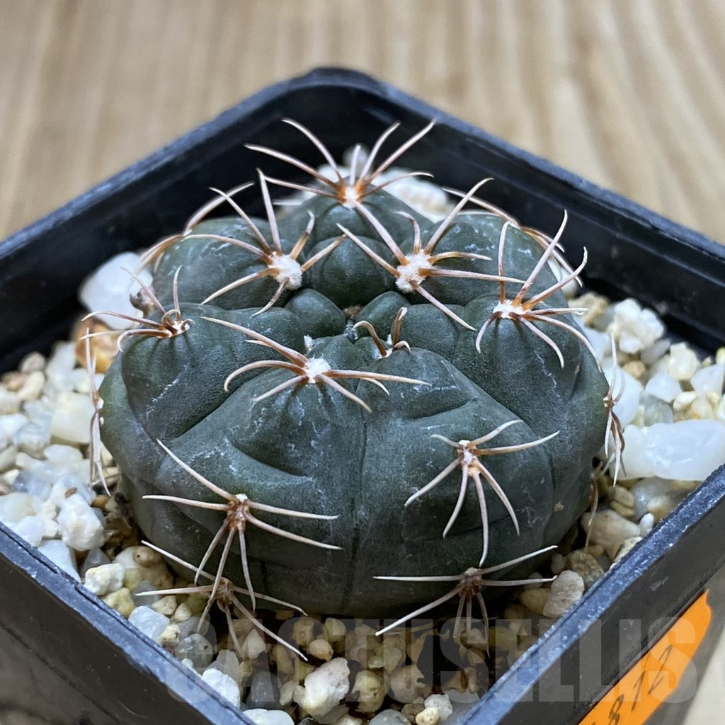 SHPR41812 Gymnocalycium fischeri MM 610 - Image 2