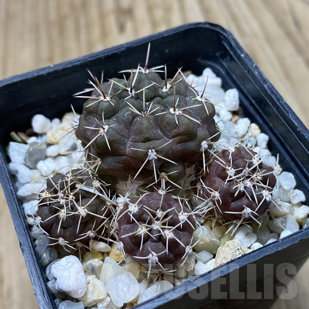 SHPR41816 Gymnocalycium gibbosum v. nobile - Image 2