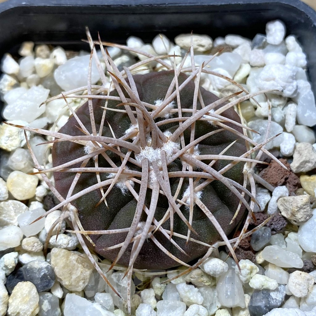 SHPR41818 Gymnocalycium spegazzinii v. punillense