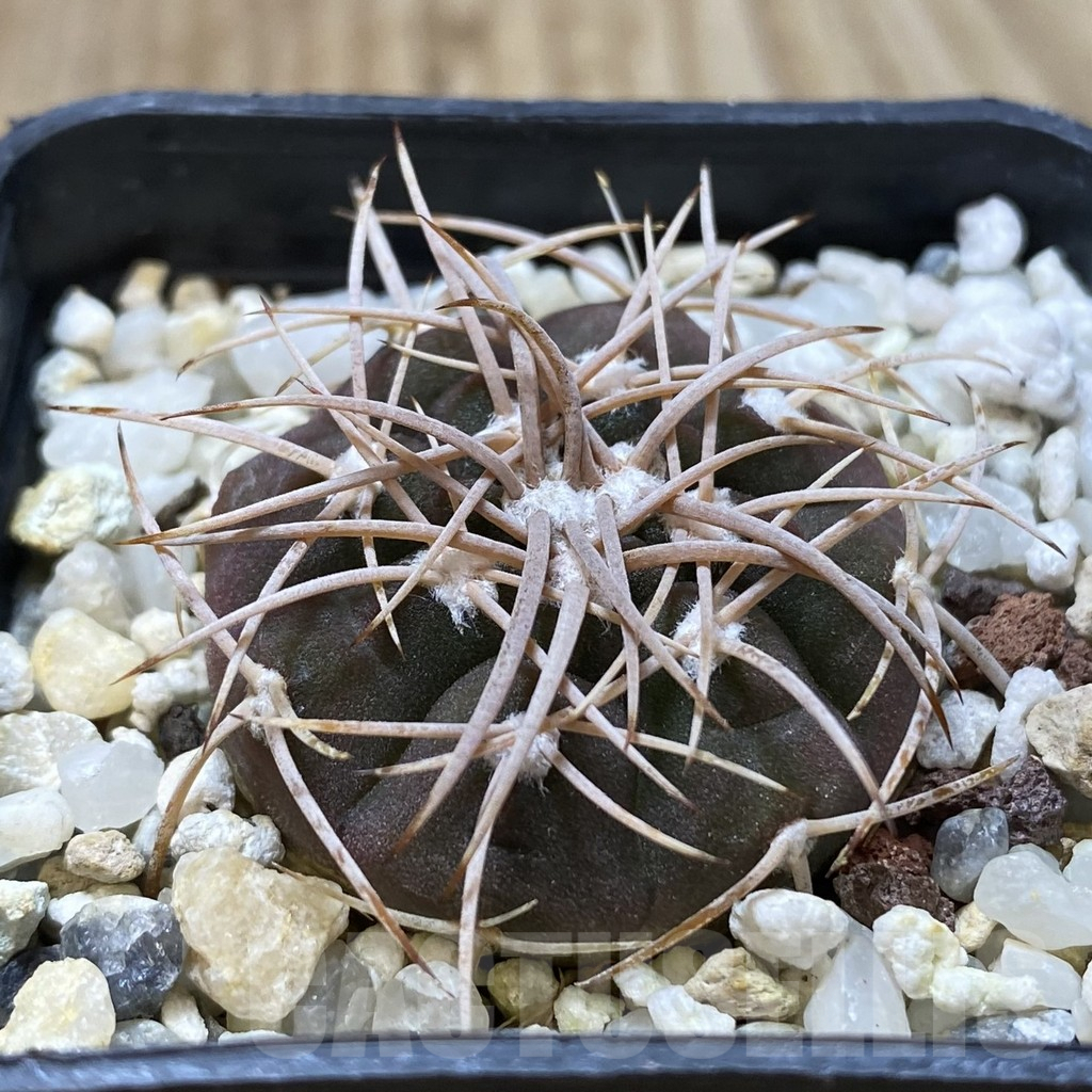 SHPR41818 Gymnocalycium spegazzinii v. punillense - Image 2