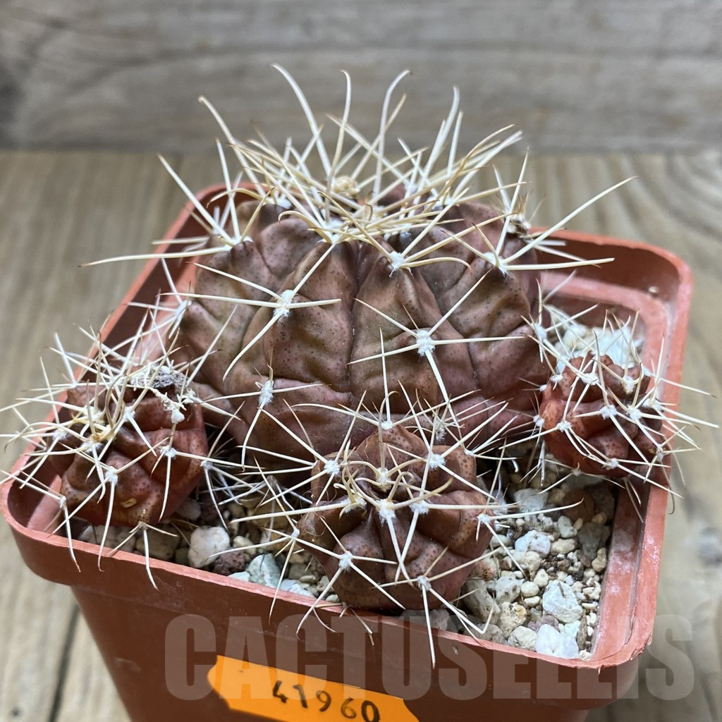 SHPR41960 Gymnocalycium chiquitanum, old 10 years - Image 2