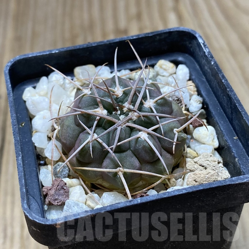 SHPR41964 Gymnocalycium rhodantherum - Image 2