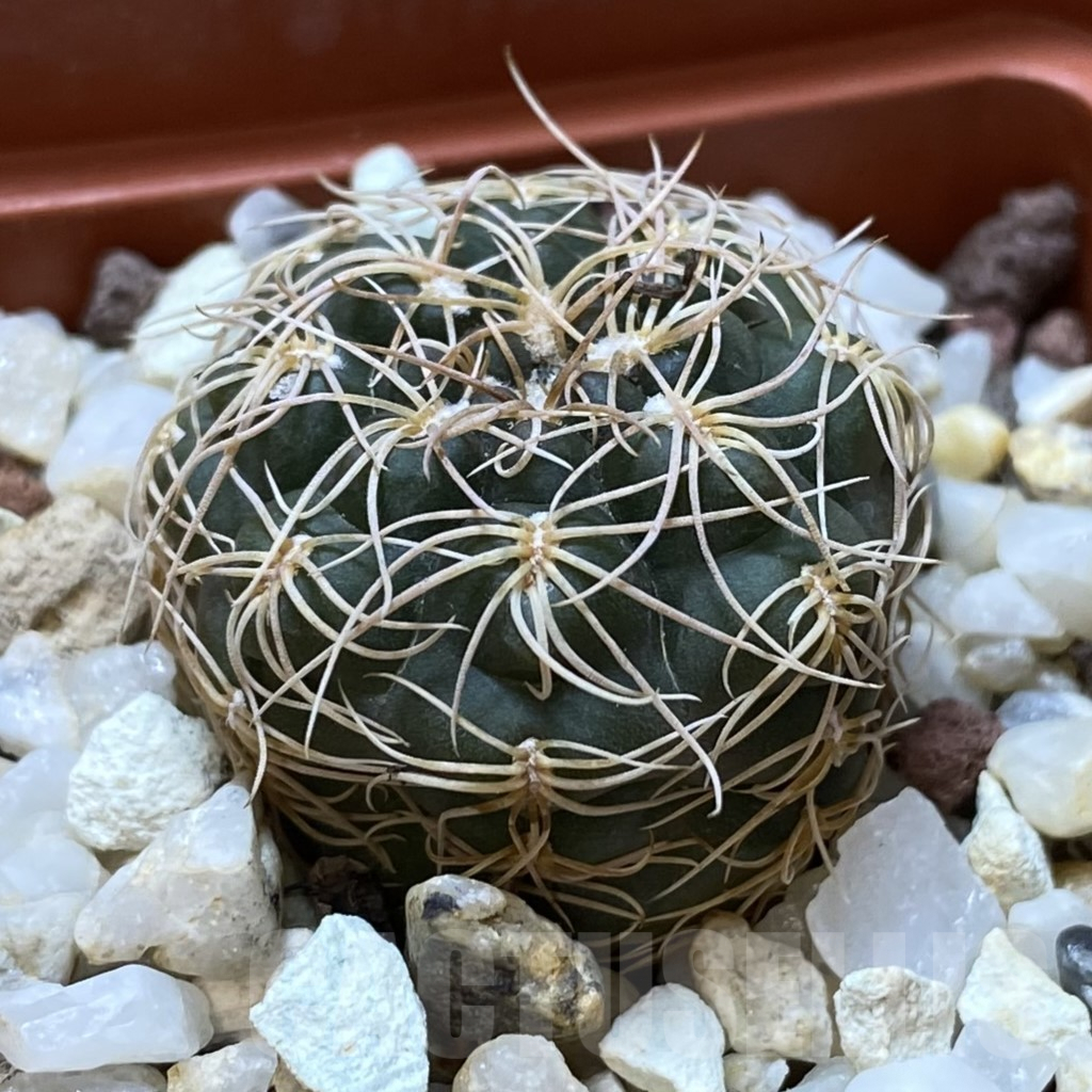 SHPR41965 Gymnocalycium capillaense - Image 2
