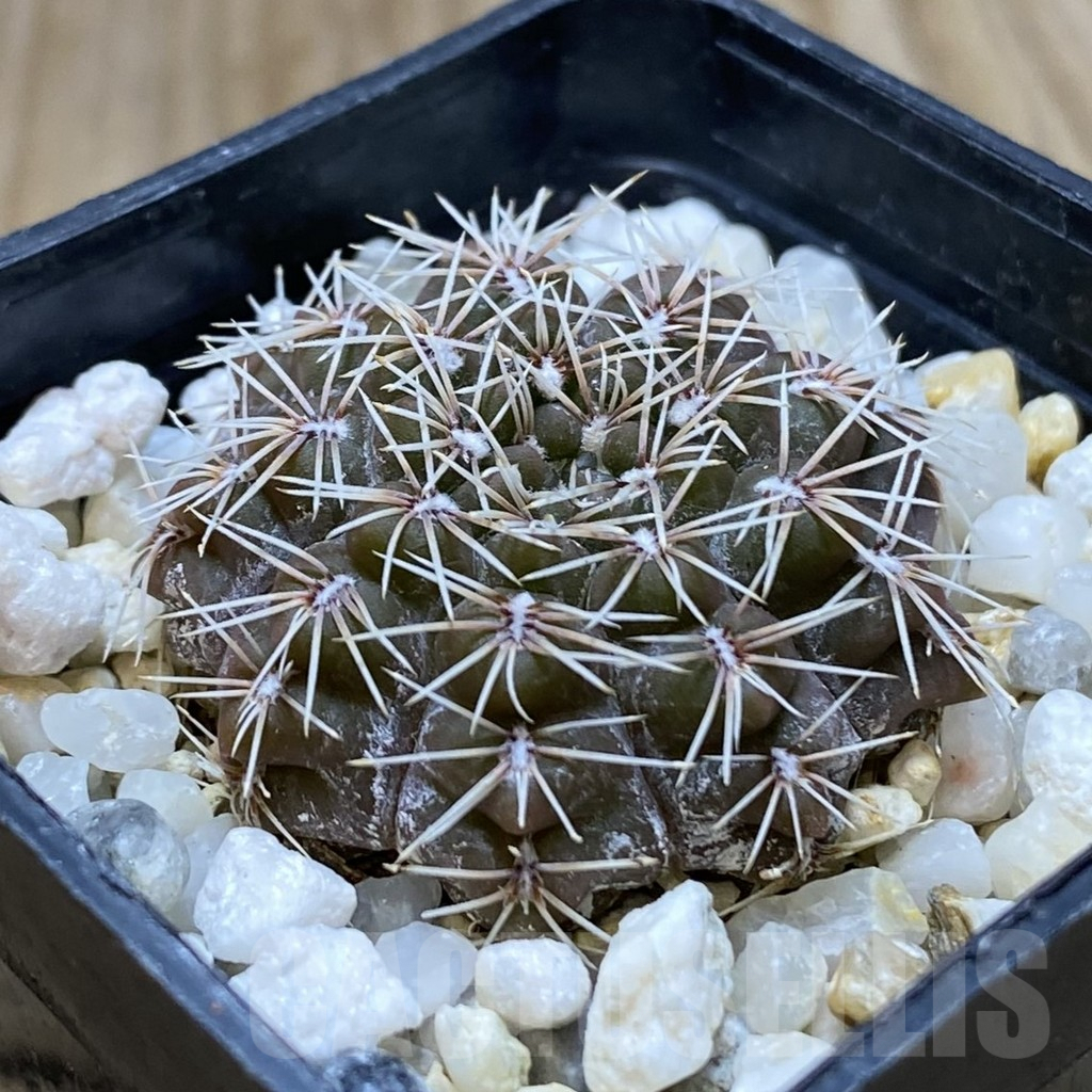 SHPR41967 Gymnocalycium stellatum - Image 2