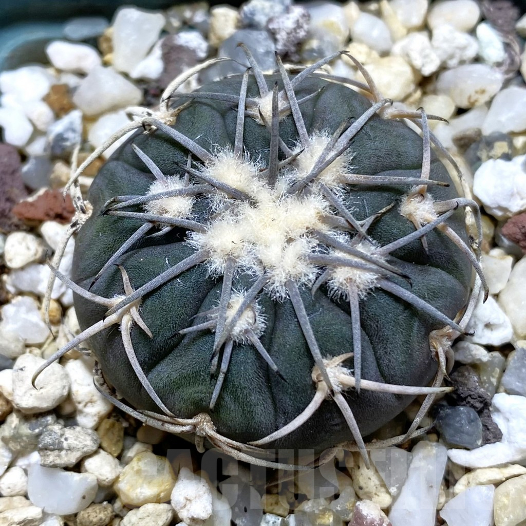 SHPR41969 Gymnocalycium spegazzinii TOM 325/1