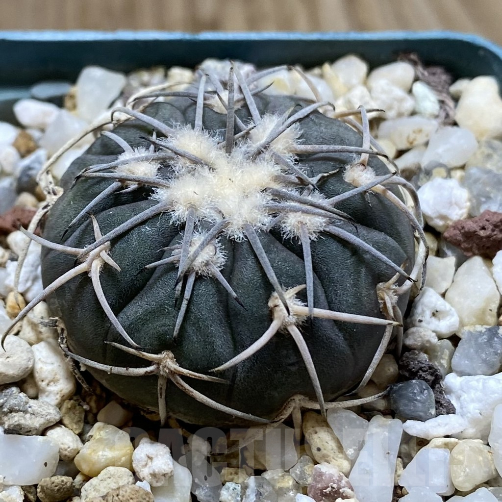 SHPR41969 Gymnocalycium spegazzinii TOM 325/1 - Image 2