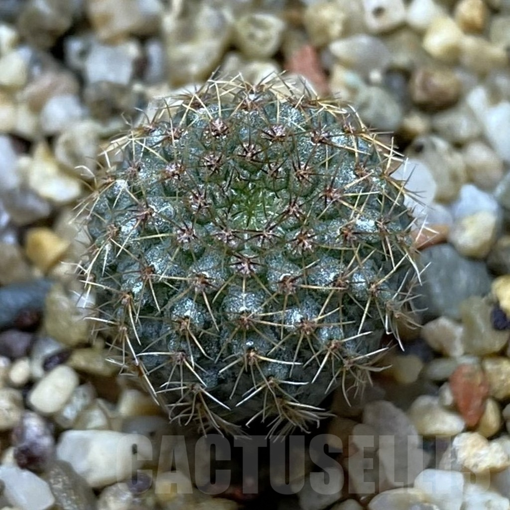 SHPR41934 Frailea chiquitana