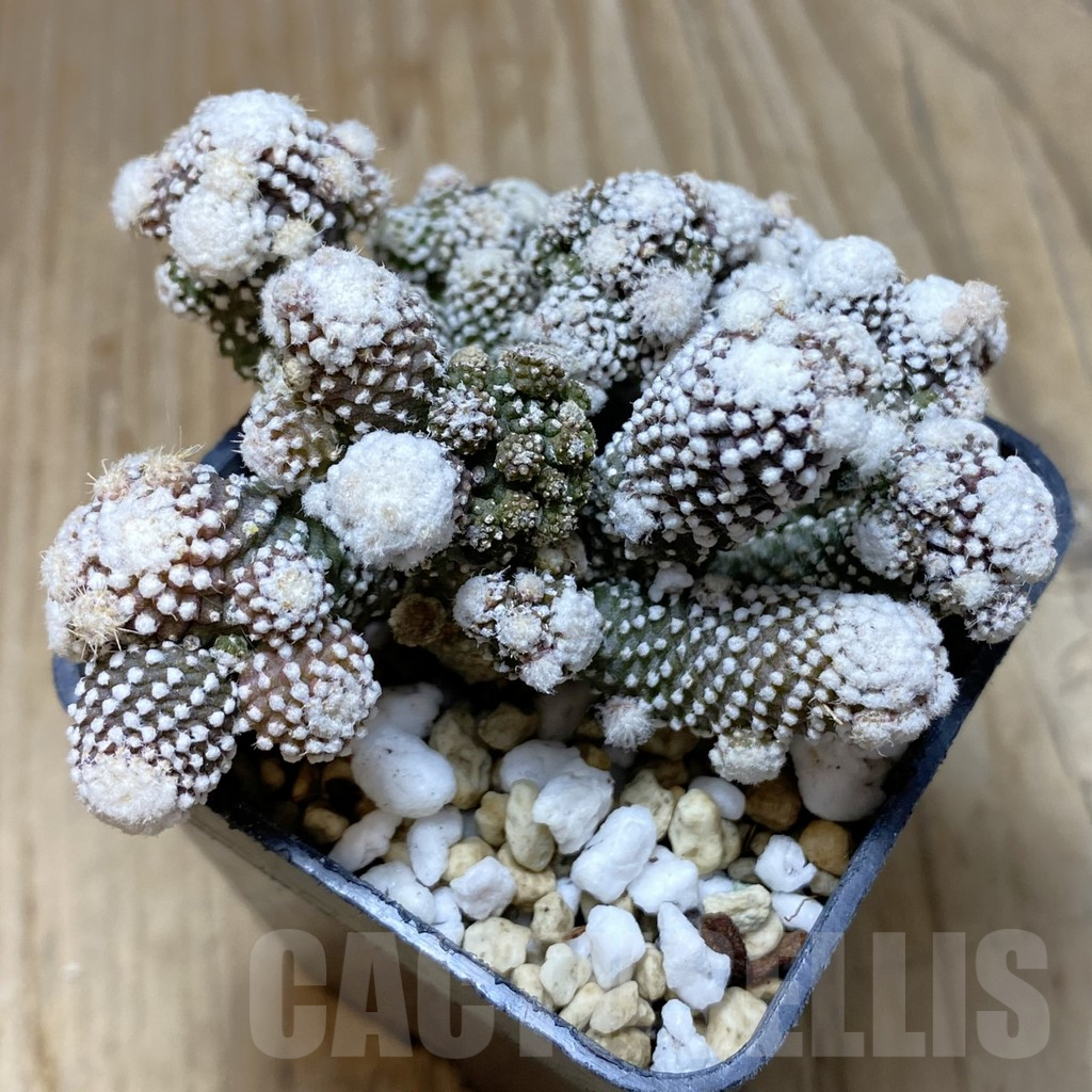 SHPR41935 Copiapoa tenuissima f. monstrosa - Image 2