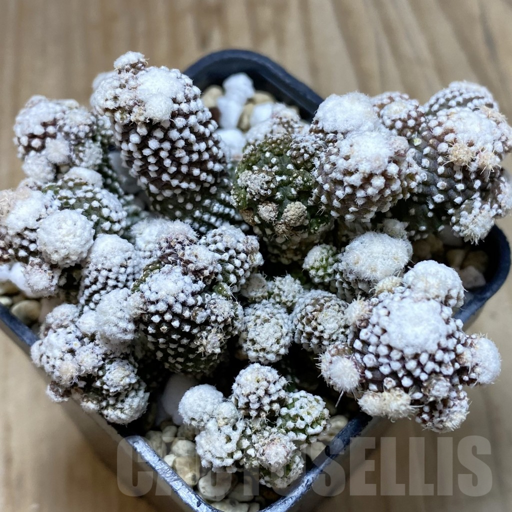 SHPR41935 Copiapoa tenuissima f. monstrosa