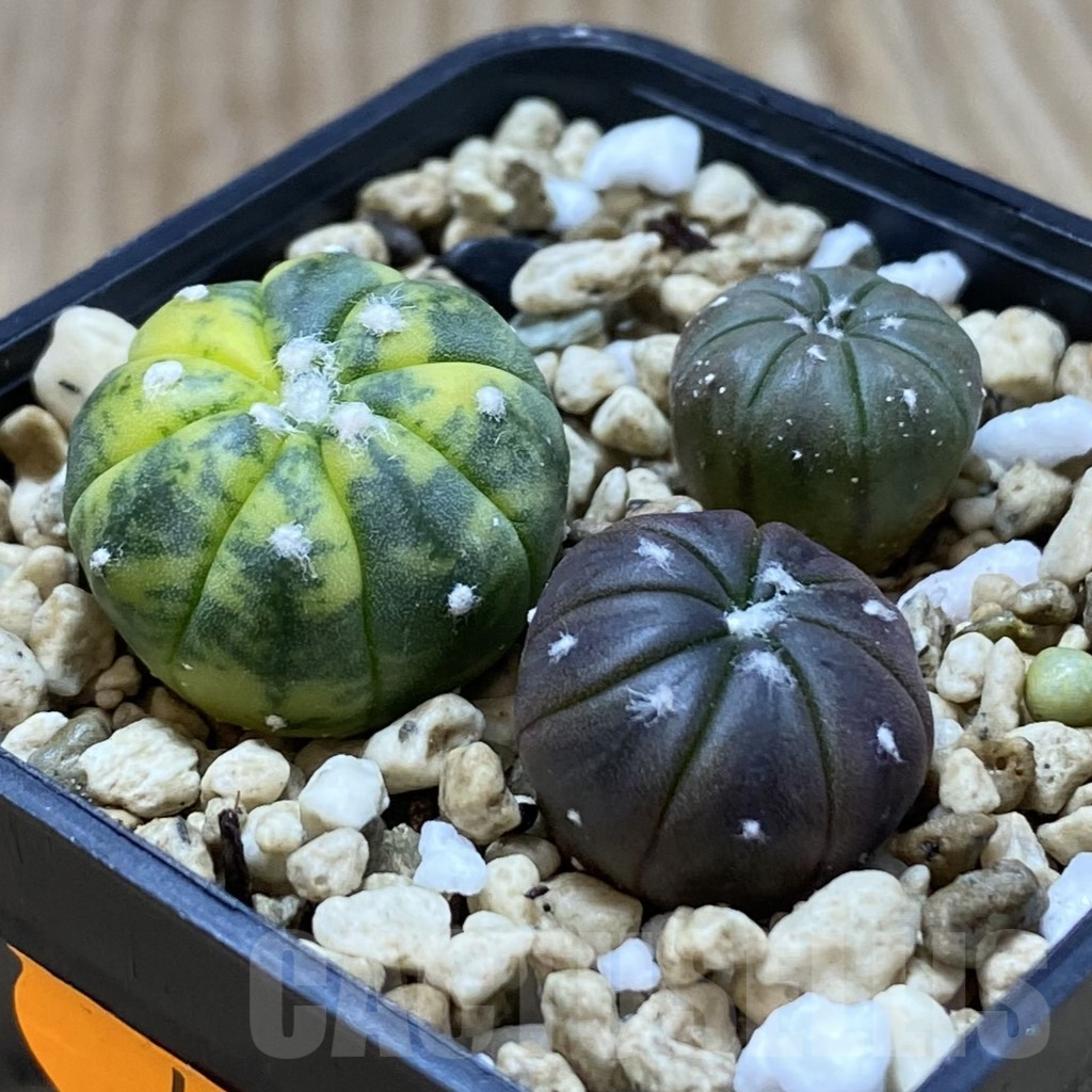 SHPR41940 Astrophytum asterias mix, 3 plants - Image 2