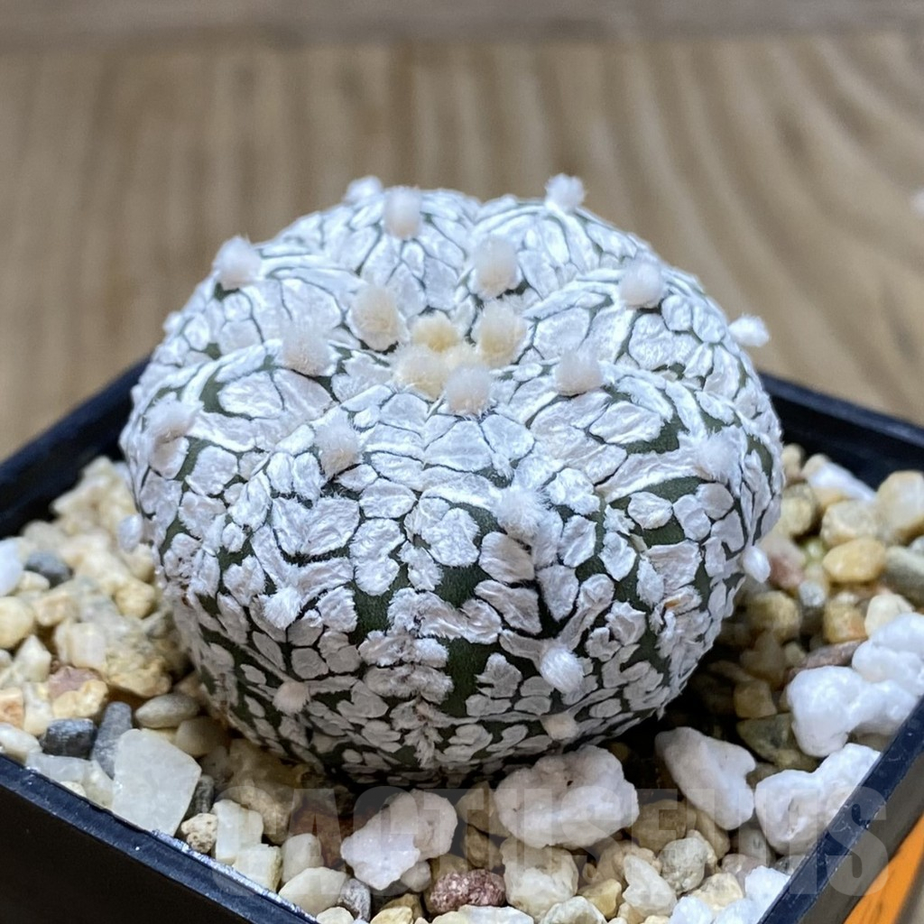 SHPR41946 Astrophytum asterias ‘Super Kabuto’ V-type - Image 2