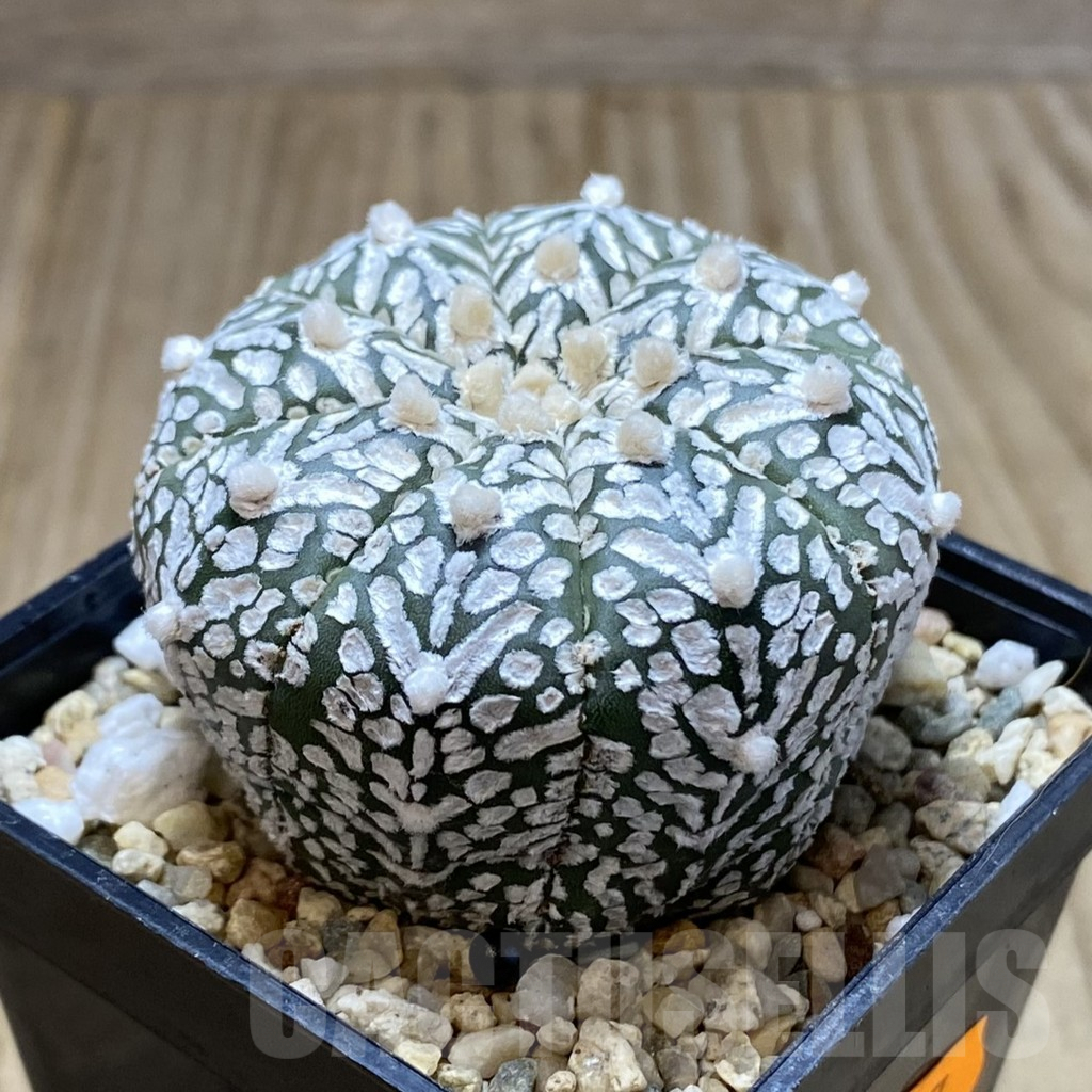 SHPR41947 Astrophytum asterias ‘Super Kabuto’ V-type - Image 2