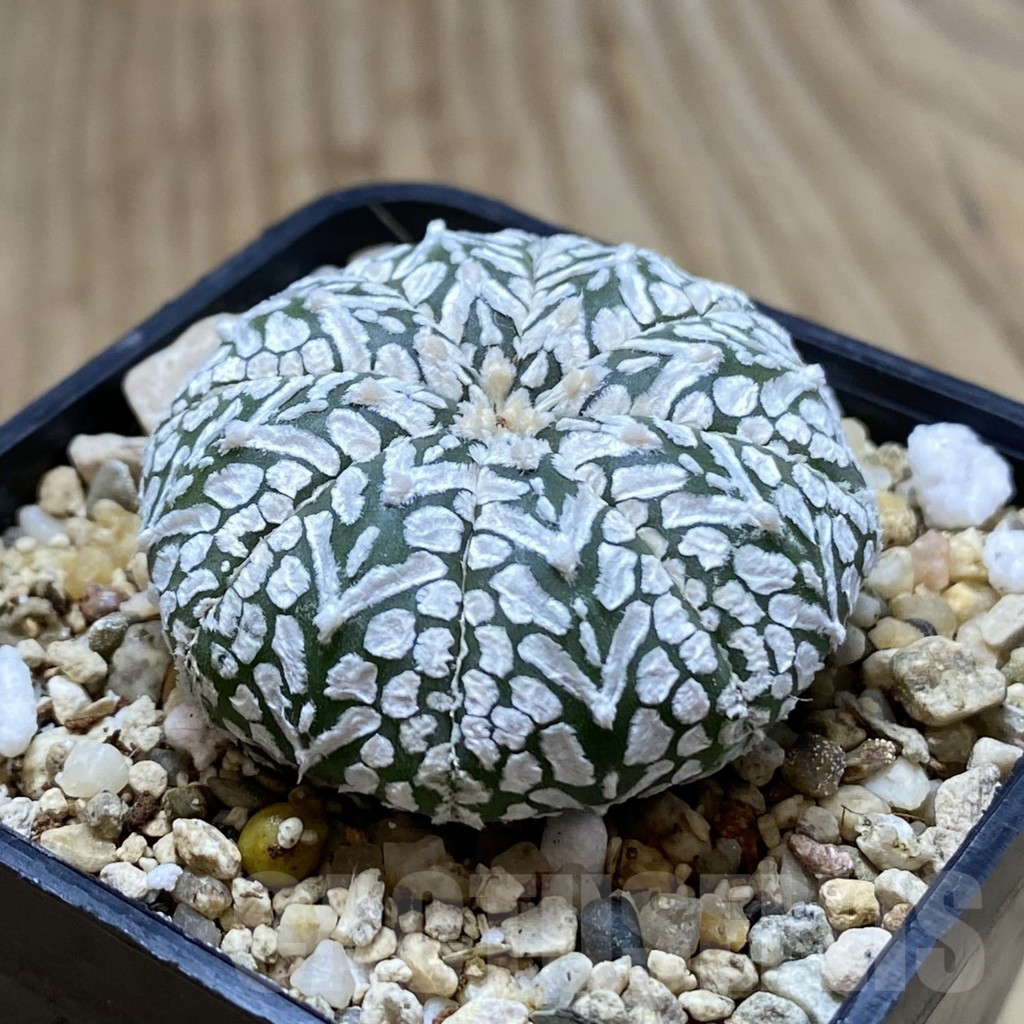 SHPR41949 Astrophytum asterias ‘Super Kabuto’ V-type - Image 2