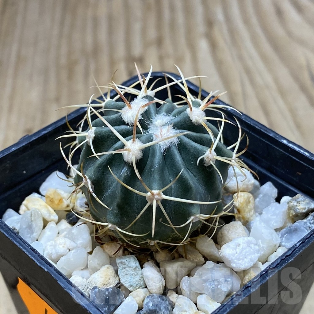 SHPR41950 Echinocactus texensis - Image 2