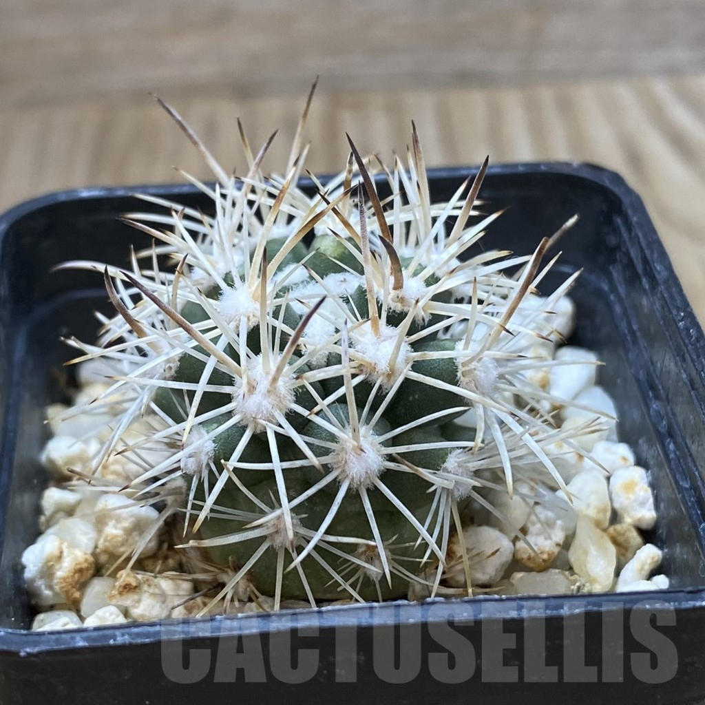 SHPR42027 Pediocactus sileri SB 1872, clone 13, grafted - Image 2