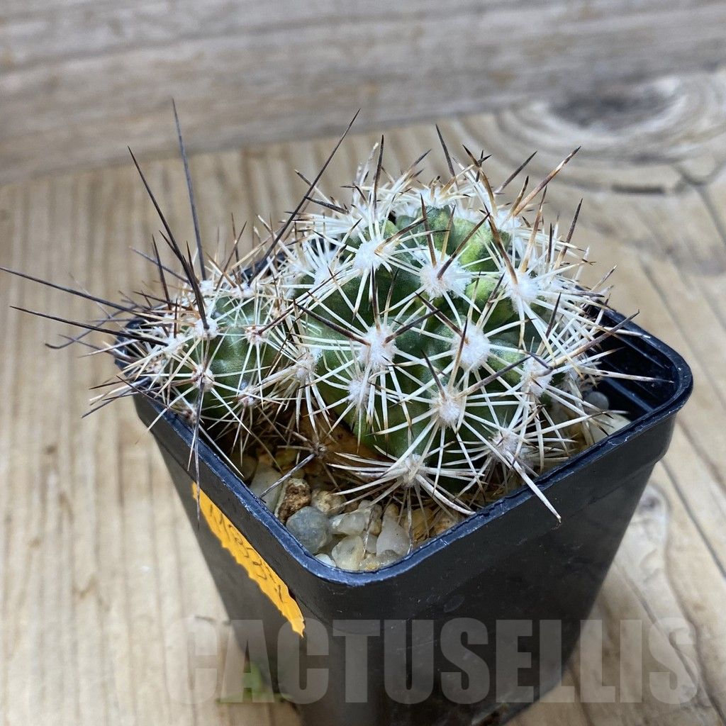 SHPR42028 Pediocactus sileri SB 1872, clone 12, grafted - Image 2