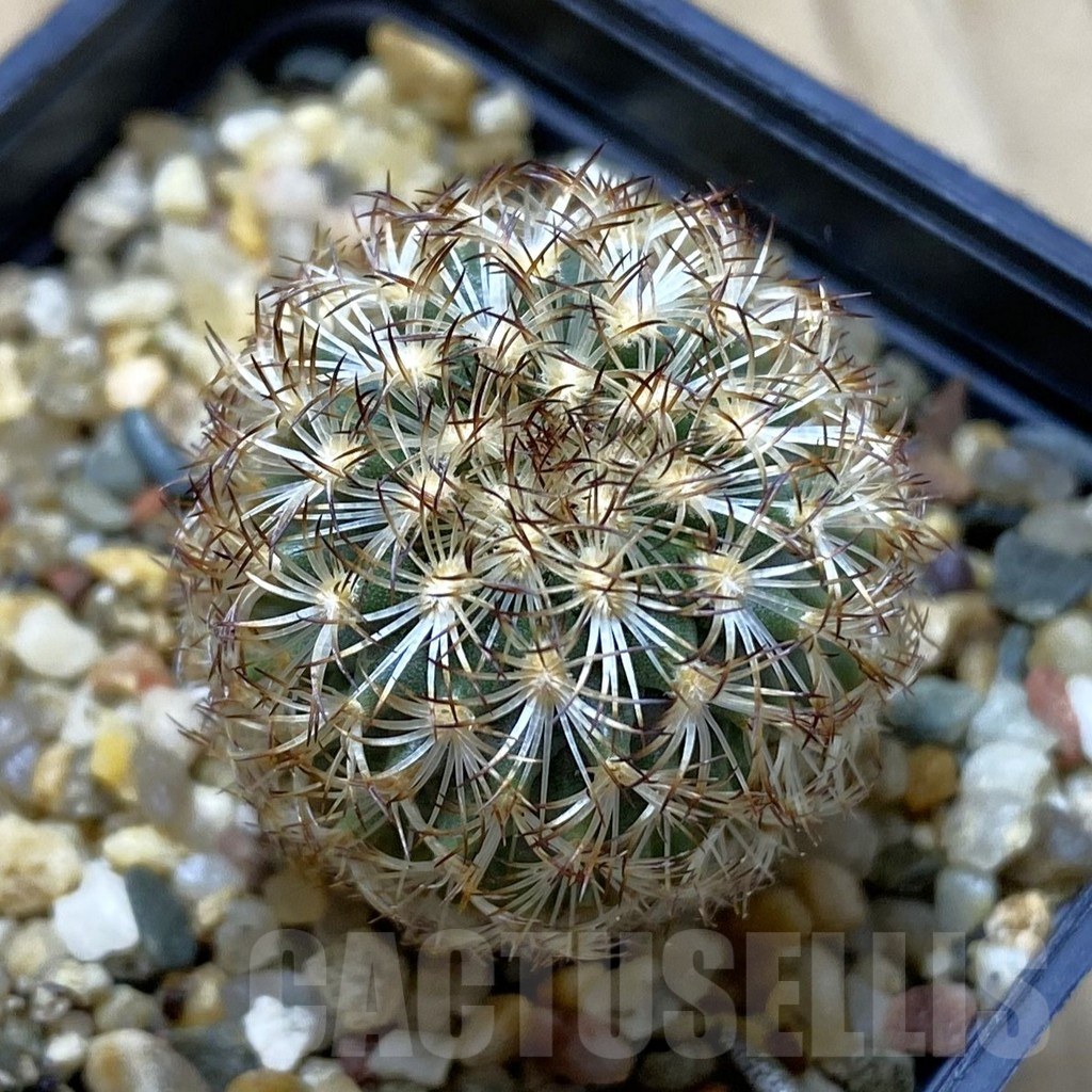 SHPR42033 Gymnocactus ysabelae