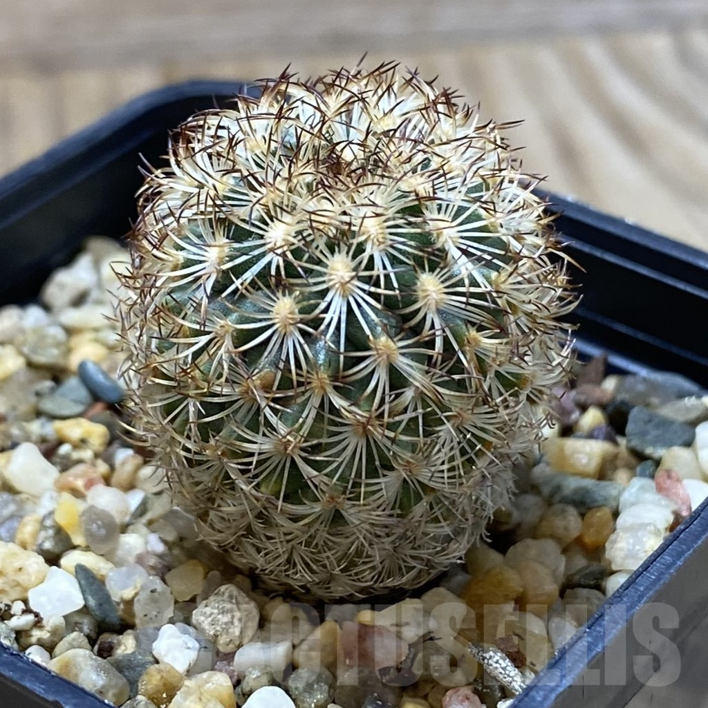 SHPR42033 Gymnocactus ysabelae - Image 2