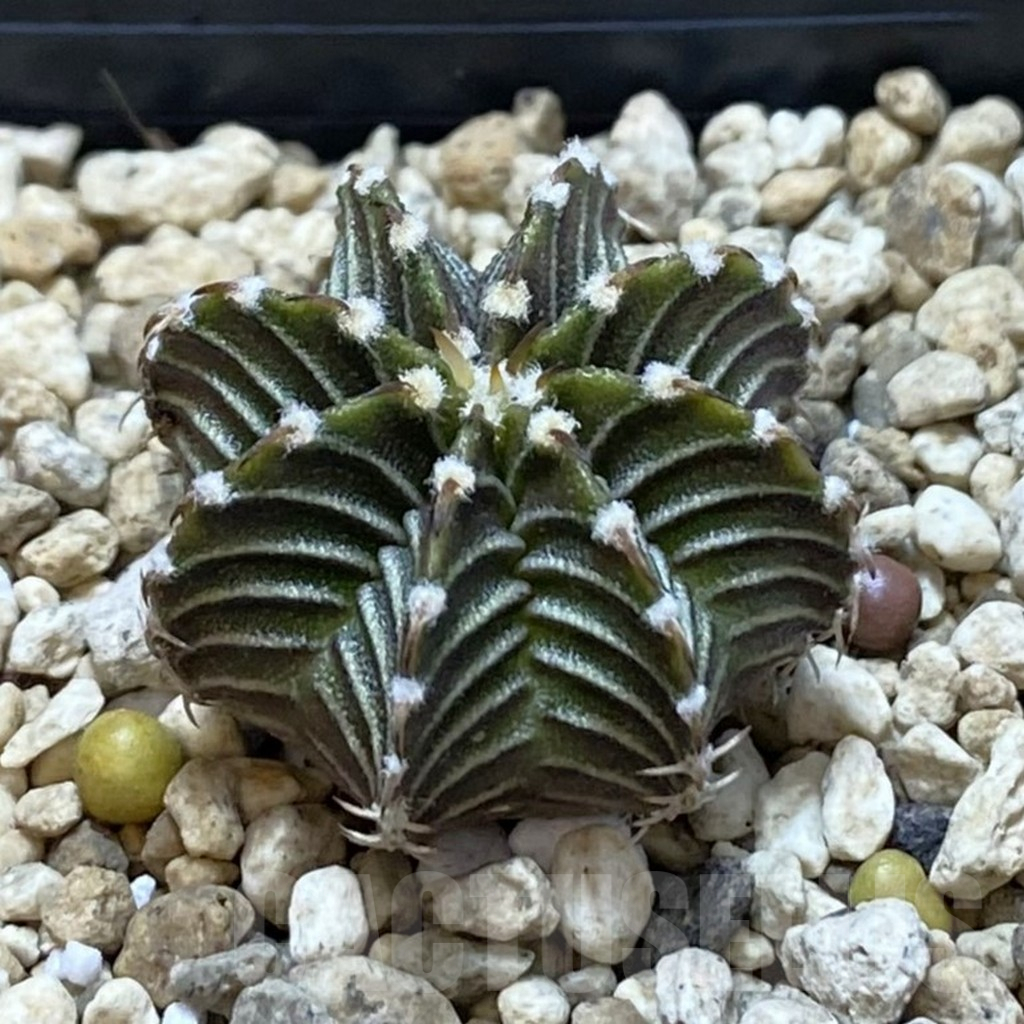 SHPR42040 Gymnocalycium friedrichii VOS1211, select form - Image 2