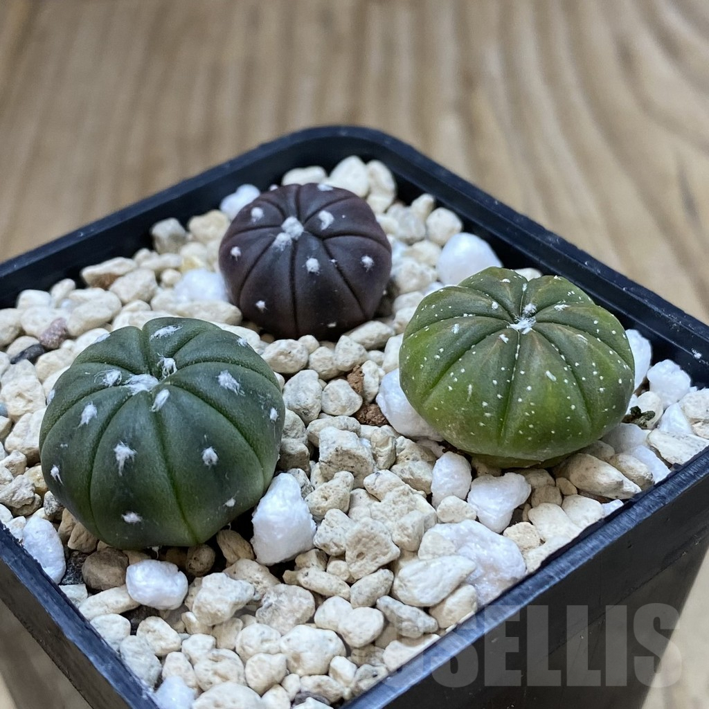 SHPR41996 Astrophytum asterias mix, 3 plants - Image 2