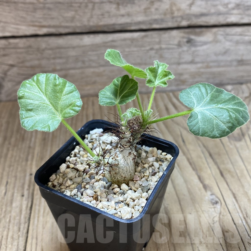 SHPR41991 Jatropha marginata - Image 2