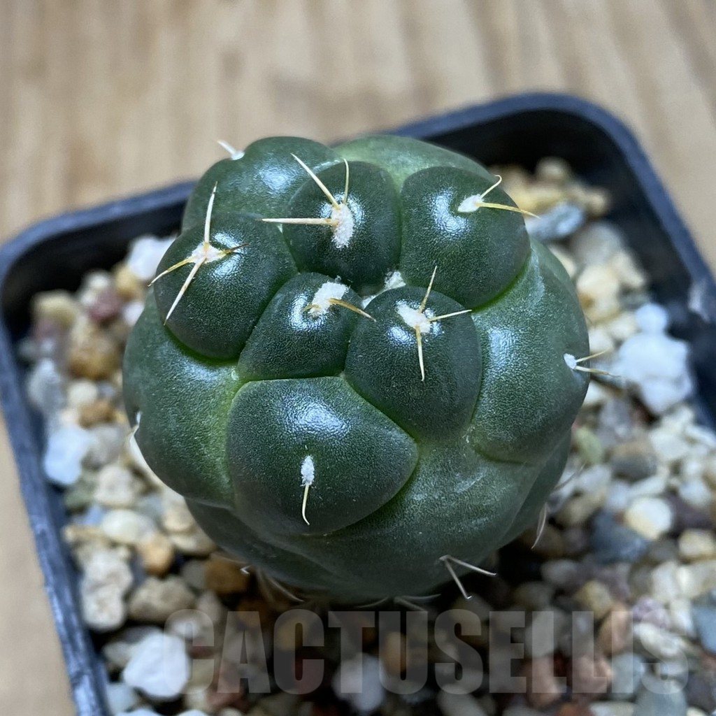 SHPR42009 Coryphantha elephantidens ‘inermis’ - Image 2