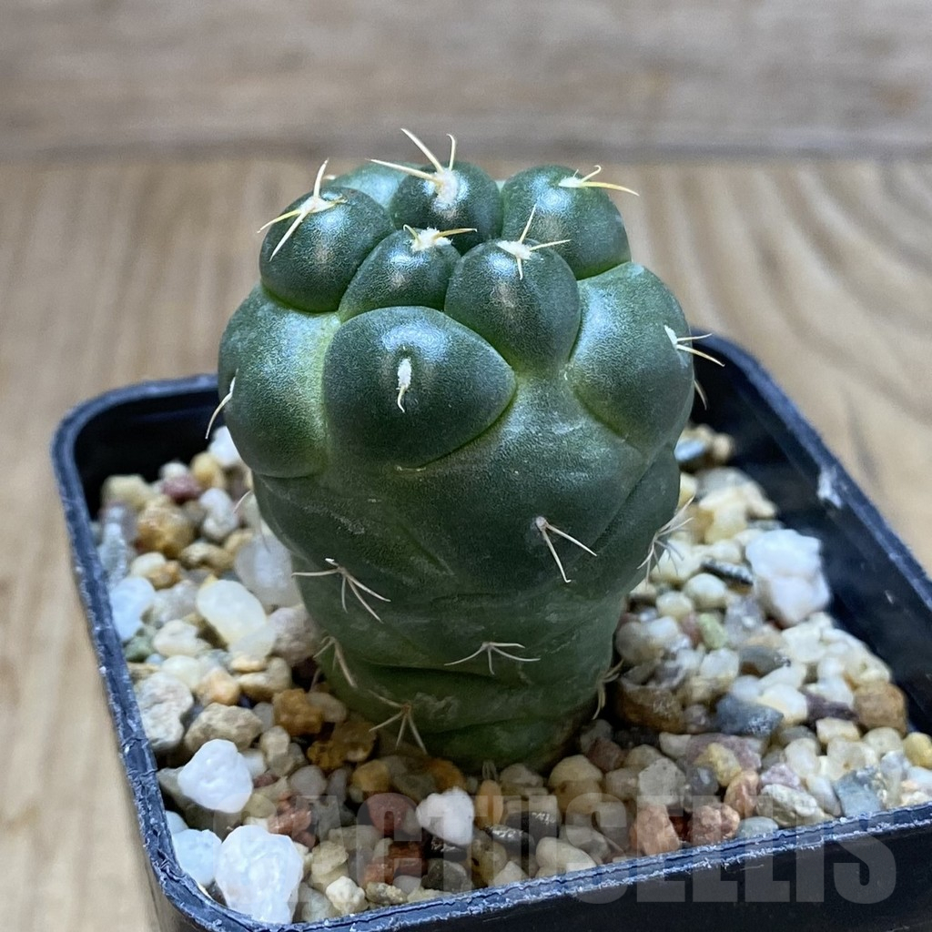 SHPR42009 Coryphantha elephantidens ‘inermis’ - Image 3