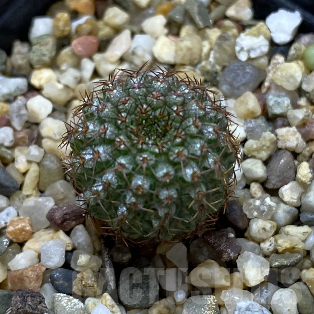 SHPR42020 Frailea chiquitana - Image 2