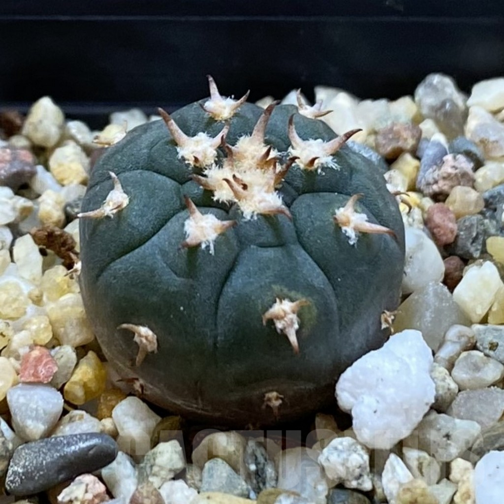SHPR42169 Gymnocalycium spegazzinii v. unguispinum SL 443 - Image 2