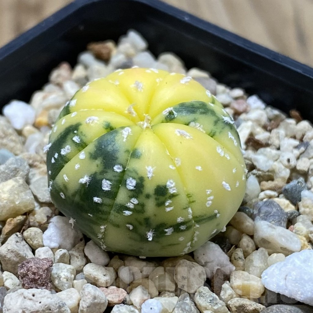 SHPR42171 Astrophytum asterias f. variegata - Image 2