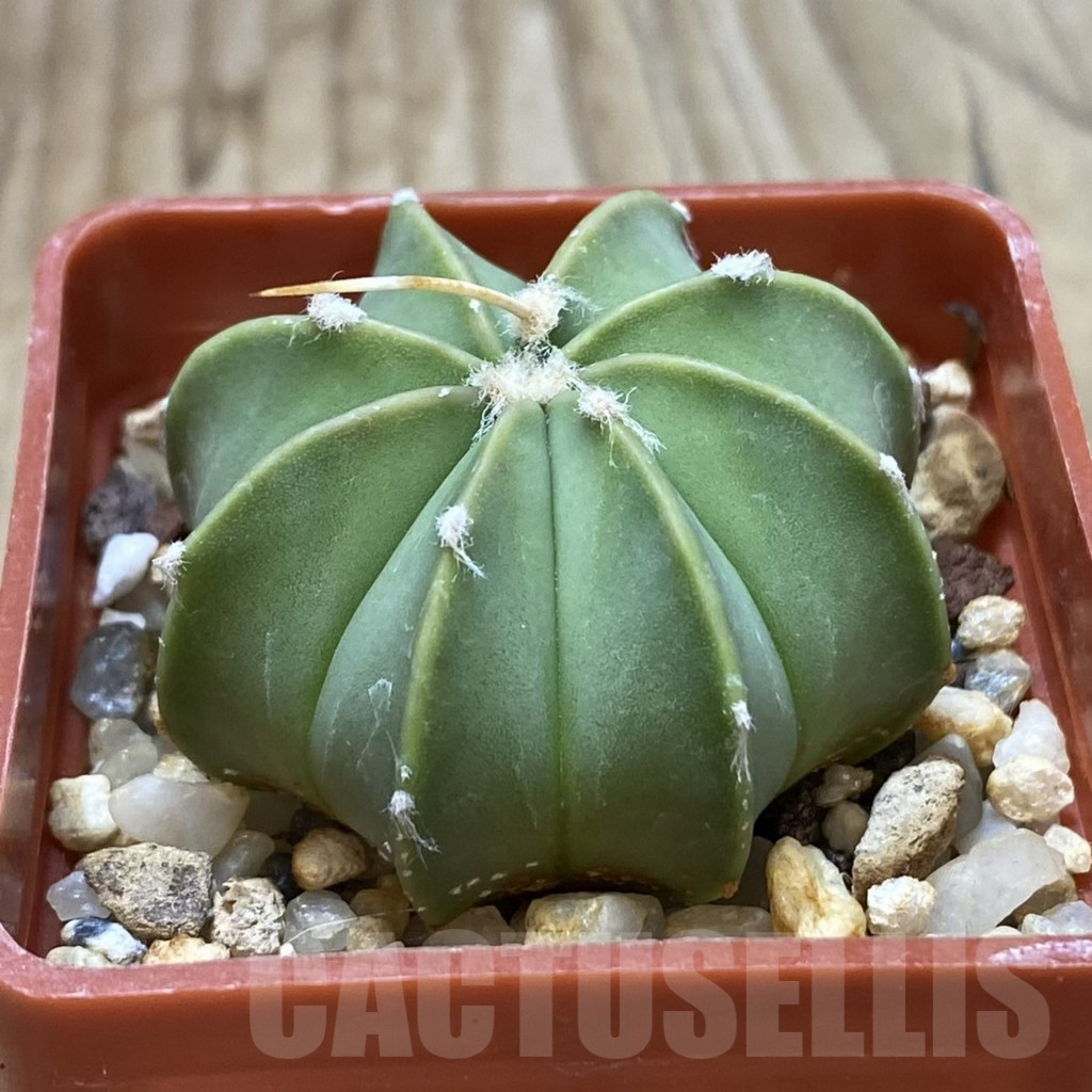 SHPR42172 Astrophytum asterias x senile v. aureum - Image 2