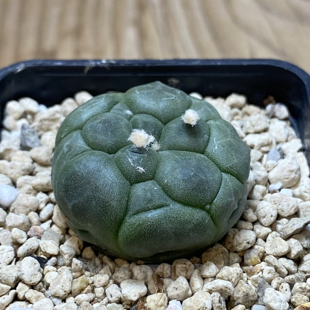 SHPR42173 Astrophytum asterias ‘Kikko’ - Image 2
