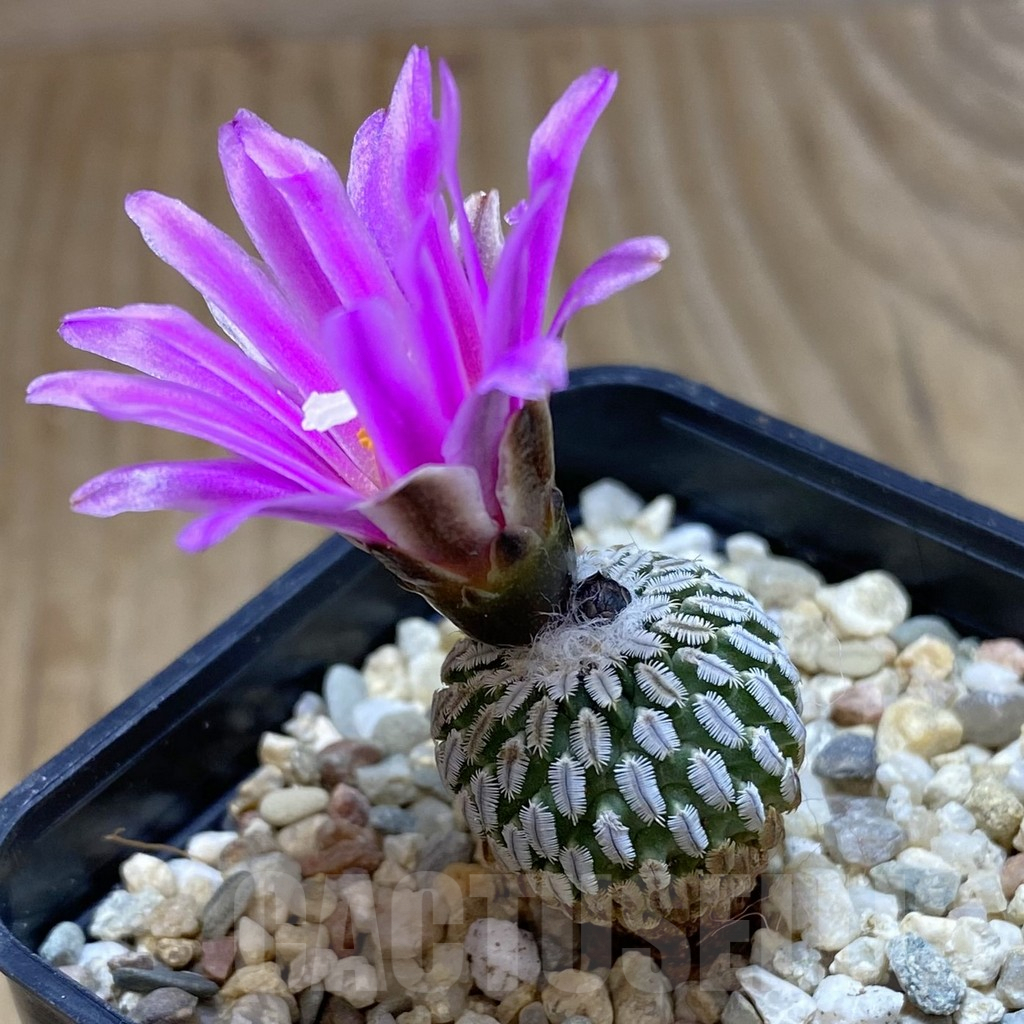 SHPR42095 Turbinicarpus pseudopectinatus f. rubriflorus - Image 2
