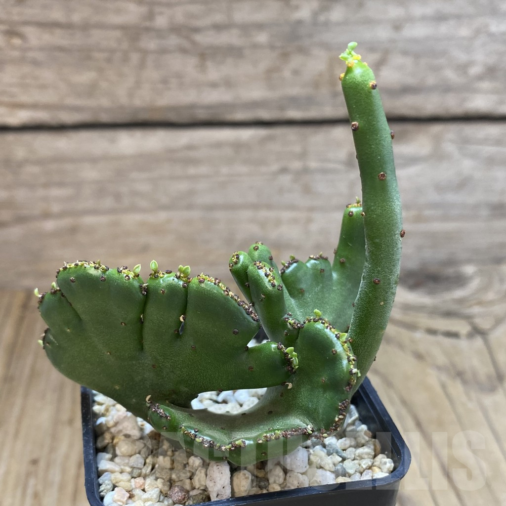 SHPR42097 Euphorbia leucodendron f. cristata - Image 2