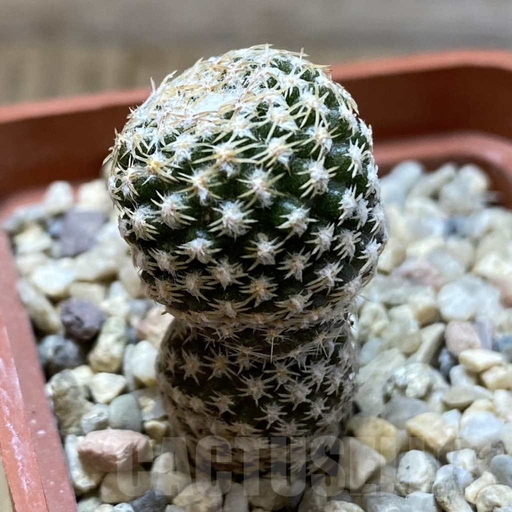 SHPR42154 Thelocephala duripulpa AW 94 - Image 2