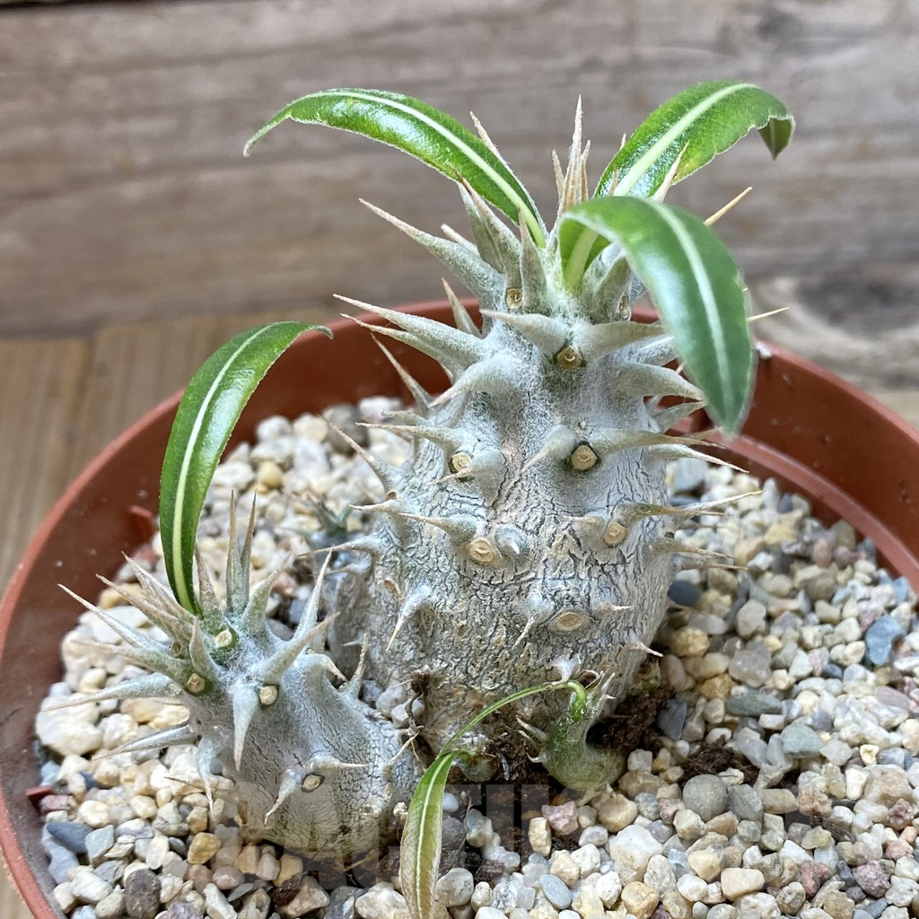 SHPR42193 Pachypodium horombense