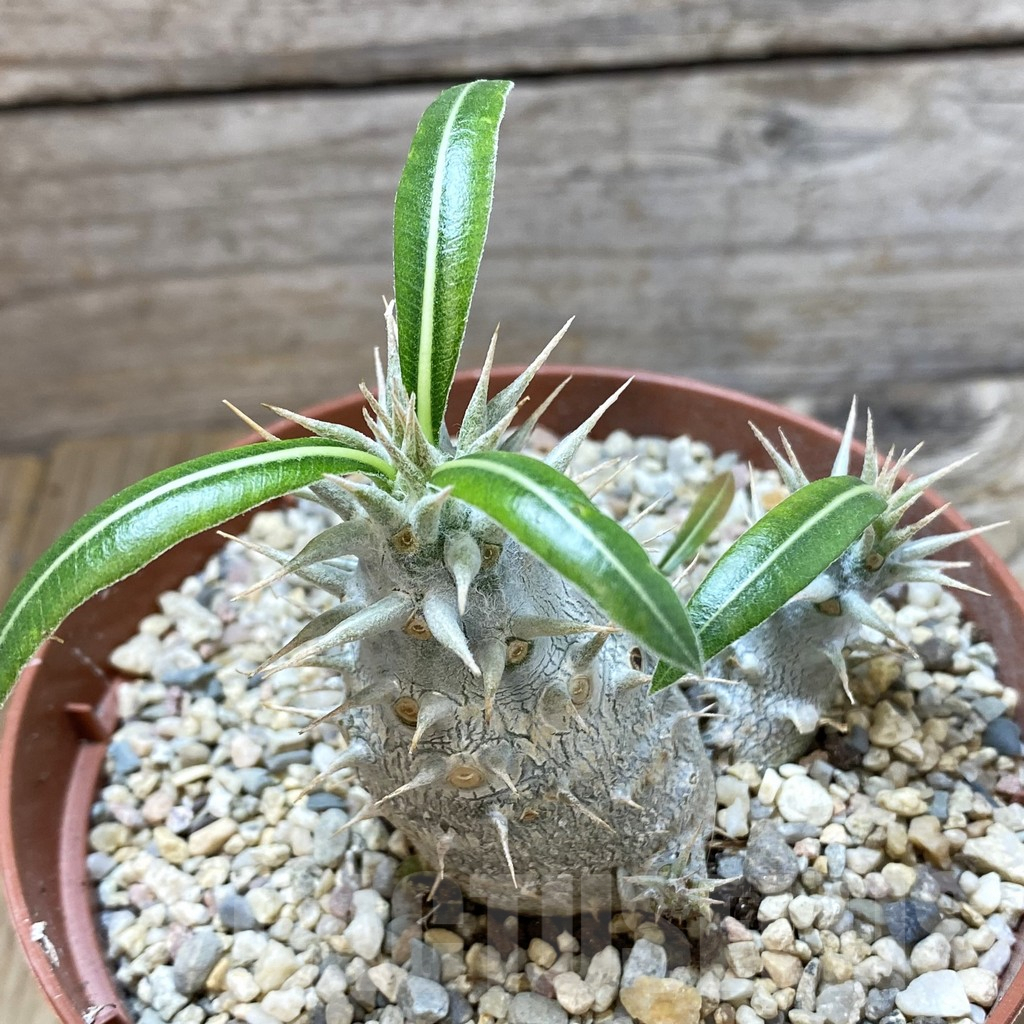 SHPR42193 Pachypodium horombense - Image 2