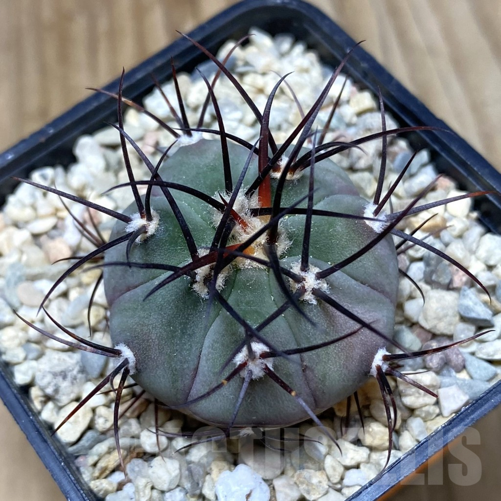 SHPR42294 Gymnocalycium cabreraense VOS 2122