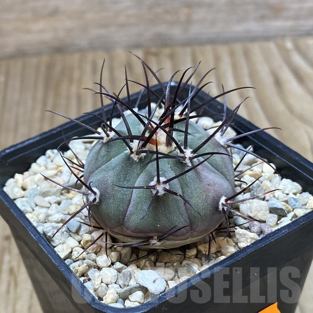 SHPR42294 Gymnocalycium cabreraense VOS 2122 - Image 2