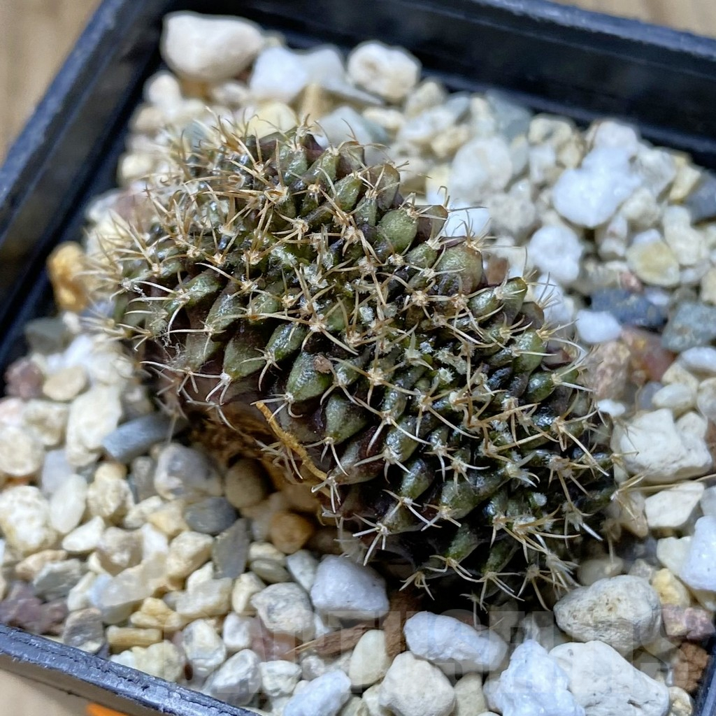 SHPR42301 Gymnocalycium mihanovichii f. cristata - Image 3