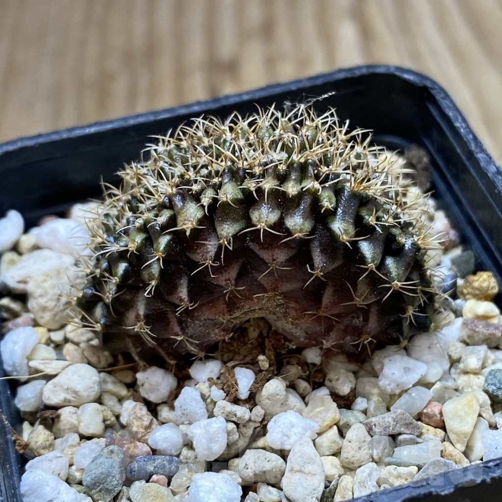 SHPR42301 Gymnocalycium mihanovichii f. cristata - Image 2