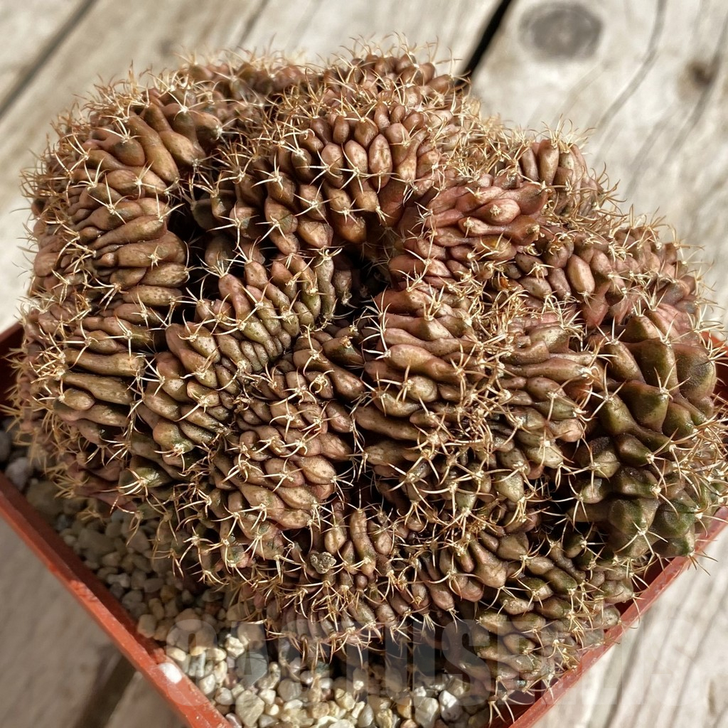 SHPR42301 Gymnocalycium mihanovichii f. cristata