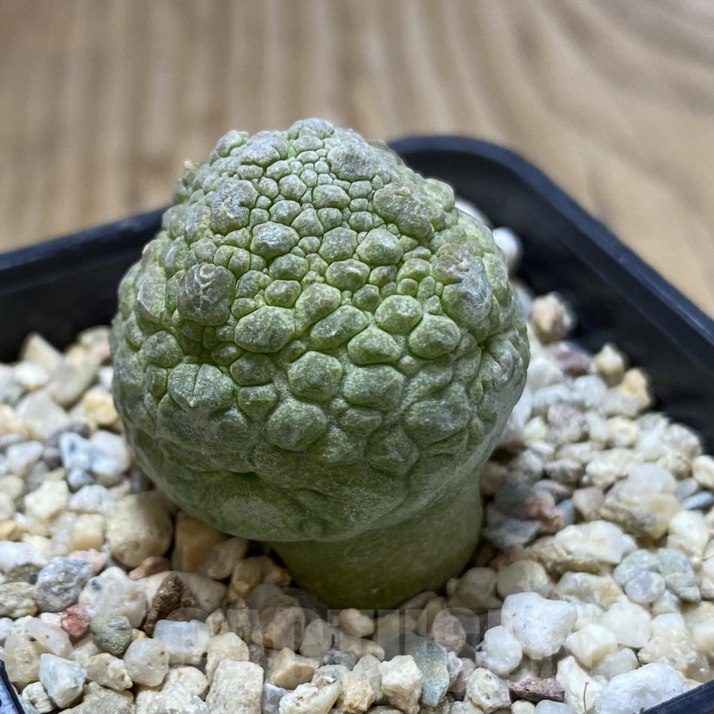 SHPR42264 Pseudolithos cubiformis - Image 2